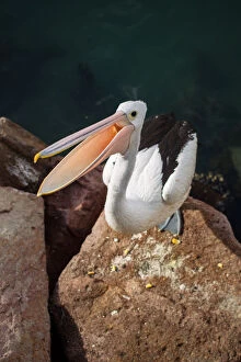 Images Dated 8th June 2014: Australian Pelican