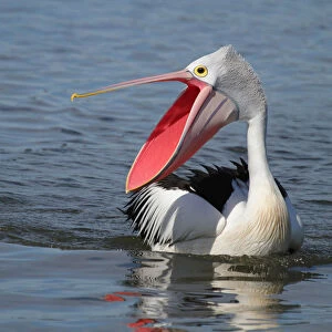 Images Dated 3rd August 2011: Australian Pelican