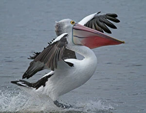 Images Dated 2011 June: Australian Pelican