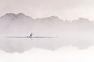 Pelican Collection: Australian Pelican in the early morning fog