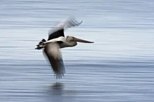 Kangaroo Island Prints: Australian Pelican in flight, Pelecanus conspicillatus, Kangaroo Island, Australia