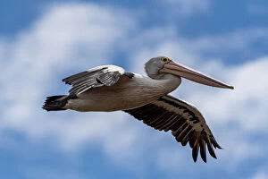 Pelican Collection: Australian Pelican in flight, South Australia