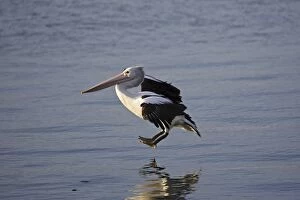 Images Dated 12th May 2014: Australian Pelican landing on water, Pelecanus conspicullatus, Kangaroo Island, Australia