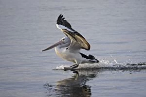 Images Dated 12th May 2014: Australian Pelican landing on water, Pelecanus conspicillatus, Kangaroo Island, Australia