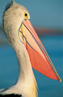 Images Dated 16th October 2013: Australian Pelican (Pelecanus conspicillatus)
