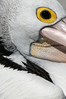 Images Dated 2022 April: Australian Pelican (Pelecanus conspicillatus)