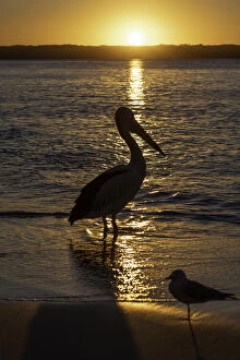 Pelican Collection: Australian Pelican at sunset, Booderee National Park, Jervis Bay, Australia