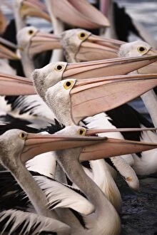 Pelican Collection: Australian Pelicans, Kangaroo Island, Australia
