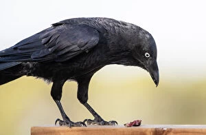 Lea Scaddan Collection: Australian Raven