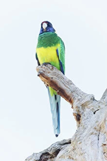 Images Dated 5th July 2023: Australian Ringneck Parrot - Western Australia