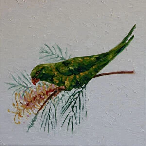 Art Collection: Australian Scaly-breasted Lorikeet Trichoglossus chlorolepidotus Feeding on Grevillea Flower Oil