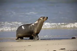 Australian Sea Lion coming out of water