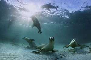 Images Dated 6th June 2015: Australian Sea Lions