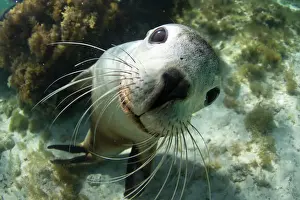 Australian Sea Lions