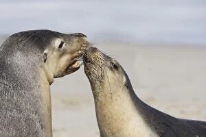 Images Dated 12th May 2014: Australian sea lions