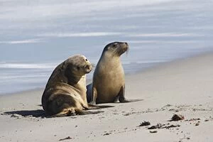 Images Dated 12th May 2014: Australian sea lions