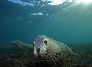 Images Dated 6th June 2015: Australian Sealions Undwerwater
