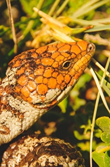 <b class=qtipBold><figcaption>Australian skink</figcaption></b><br>Blue tongued skink lizard in Perth Australia Australian skink