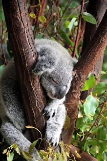 Images Dated 3rd December 2014: Australian sleeping koala