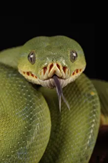 Snake Prints: Australian Snake