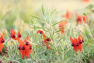 Images Dated 2020 August: Australian Sturts Desert Pea