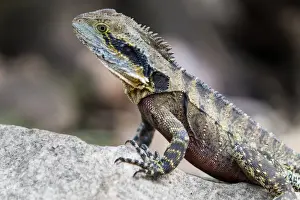 Australian Water Agame (Physignathus lesueurii)