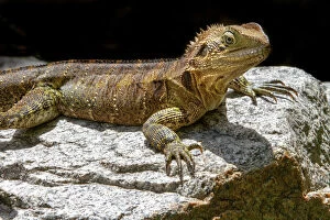 Images Dated 11th April 2013: Australian water dragon