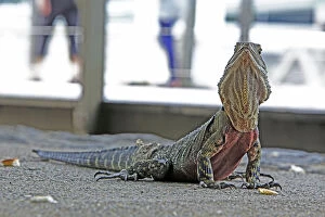 Images Dated 23rd April 2011: Australian Water Dragon in Brisbanes Central Business District