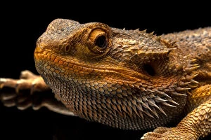 Images Dated 11th October 2016: Australian Water Dragon Close Up