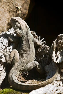 Lizards Collection: Australian water dragon, physignathus lesueurii, Australia