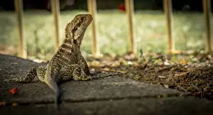 Physignathus Prints: Australian Water Dragon | Wollongong