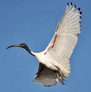 Mid Air Prints: Australian White Ibis