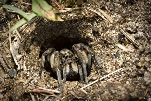 Australian Spiders Collection: Australian Wolf spider in its Burrow