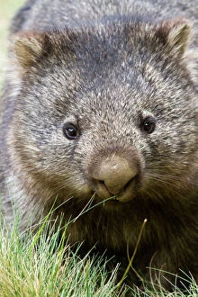 Images Dated 10th May 2014: Australian wombat