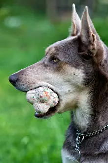 Australian Working Kelpie with a ball in its mouth
