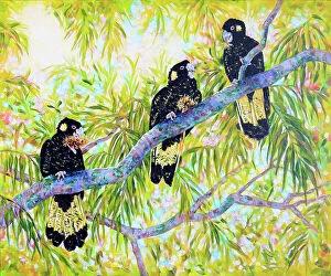 Judi Parkinson Artworks Collection: Australian Yellow-tailed Black Cockatoos Feeding in Tree Acrylic Painting