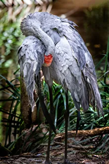 Photographers/marianne purdie photography/australias crane brolga Photographers/marianne purdie photography/australias crane brolga