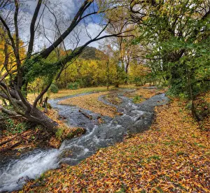 Arrowtown Prints: Autumn in Arrowtown