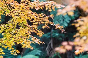 Maple Leaf Prints: Autumn Colors