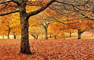 Images Dated 17th May 2009: Autumn colours in a chestnut orchard, Central Victoria
