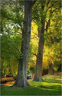 Images Dated 8th April 2011: Autumn colours in the Foster town parkland, South Gippsland, Victoria