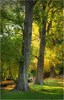 Autumn colours in the Foster town parkland, South Gippsland, Victoria Autumn colours in the Foster town parkland, South Gippsland, Victoria