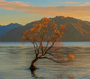Images Dated 27th April 2016: Autumn colours at Lake Wanaka, south Island of New Zealand
