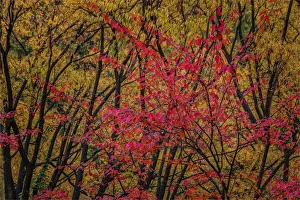 Arrowtown Prints: Autumn colours Red and Gold