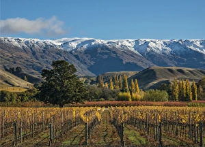 Autumn vineyard