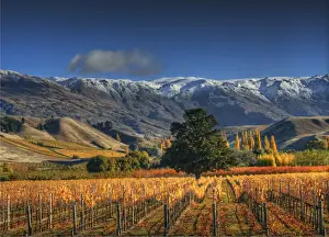 Images Dated 29th April 2014: Autumn in Cromwell, south island New Zealand