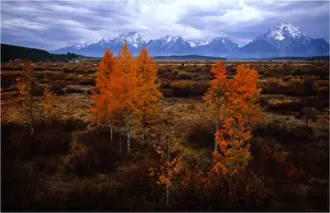 Autumn in the Grand Teton National Park, Wyoming, United States