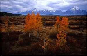 Images Dated 29th July 2013: Autumn in the Grand Teton National Park, Wyoming, United States