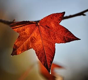 Images Dated 7th May 2014: Autumn leaf