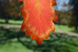 Images Dated 7th May 2014: Autumn leaf
